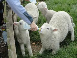 Feed sheep